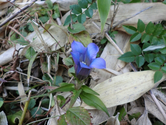 11月23日　勤労感謝の日　箱根、外輪山のラン＆ウォーク_d0252115_123587.jpg