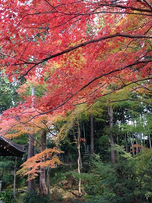 紅葉狩り＠京都_a0098418_23323294.jpg