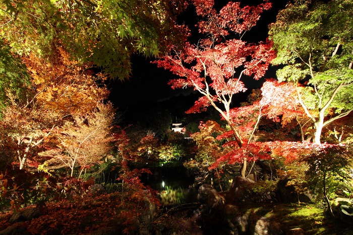 2011紅葉の京都へ（前編）_b0169330_2157415.jpg