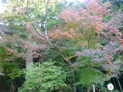 山の図書館の留守番　11月26日（土）_f0194931_4245816.jpg