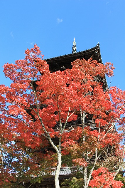 １１月２４日　国分寺_a0045932_21505516.jpg