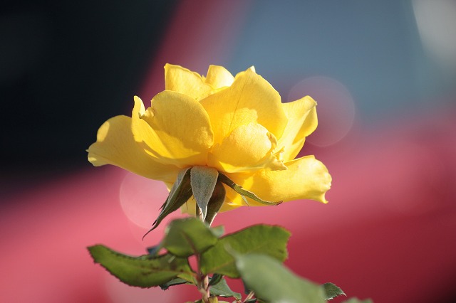 a0045932_9195244.jpg