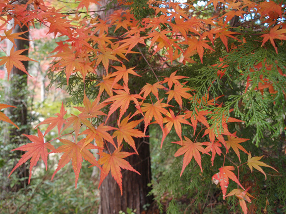 　久安寺。_a0232543_16505764.jpg