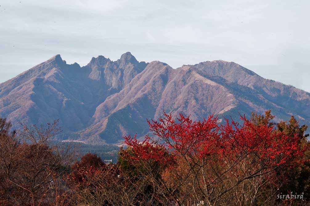 晩秋の阿蘇・根子岳（南阿蘇）_d0238245_9402030.jpg