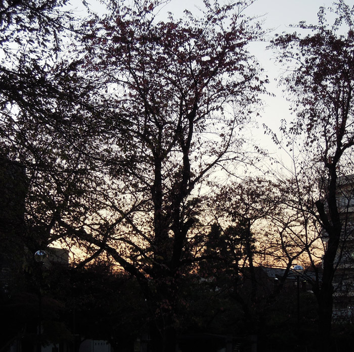 c0058052_2039182.jpg