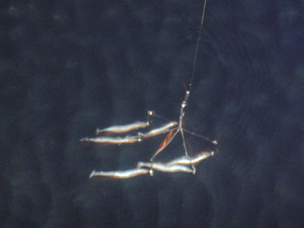 e0247157_156767.jpg