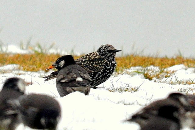 b0165760_1523712.jpg