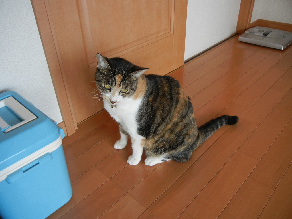 2011年11月27日(日)夜中の監視猫!_f0060461_13335291.jpg