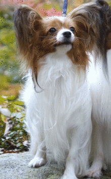 f0181462_219628.gif