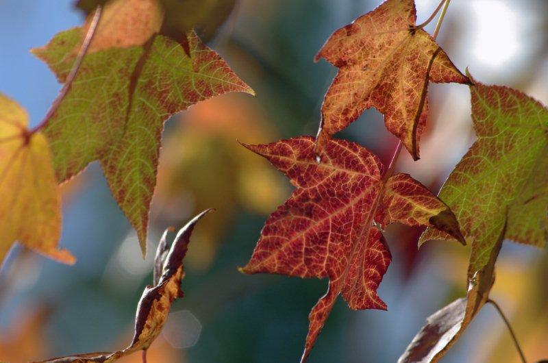 2011-8　紅葉・琵琶湖一周_c0185066_20584814.jpg