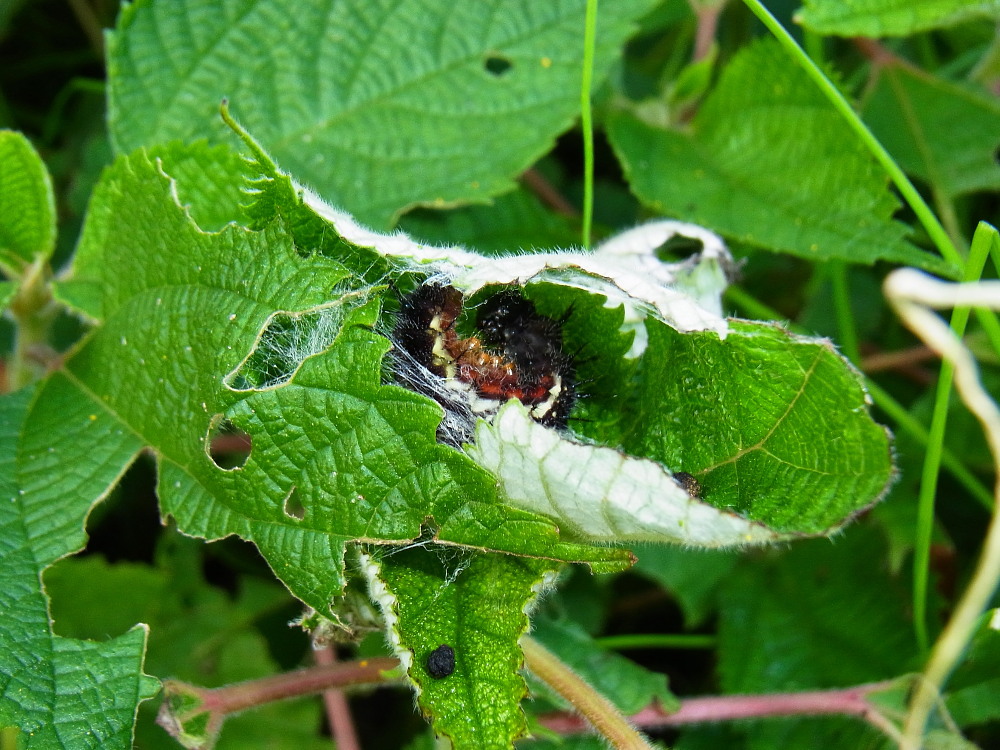 アカタテハ　　終齢幼虫～越冬成虫まで。　　2011.10.29-11.23_a0146869_45645.jpg