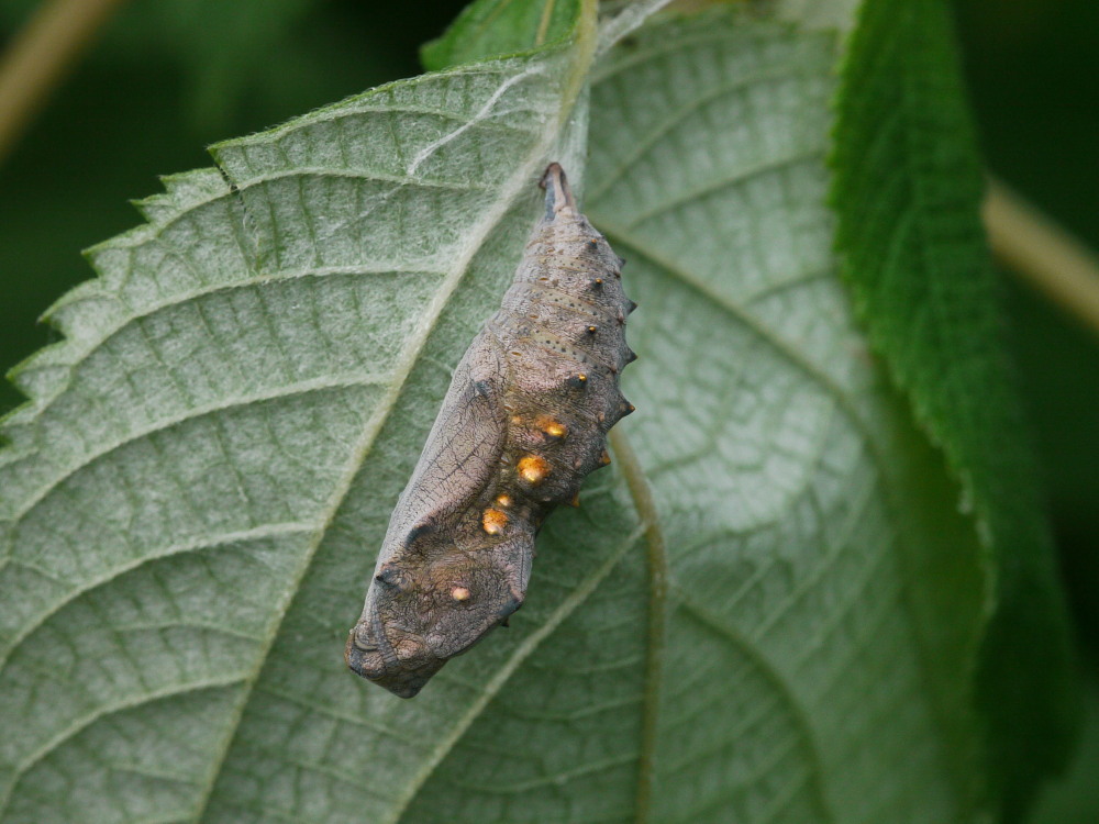 アカタテハ　　終齢幼虫～越冬成虫まで。　　2011.10.29-11.23_a0146869_4591165.jpg