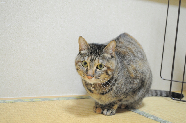 迷子の子猫ちゃん♪_a0126590_11439.jpg