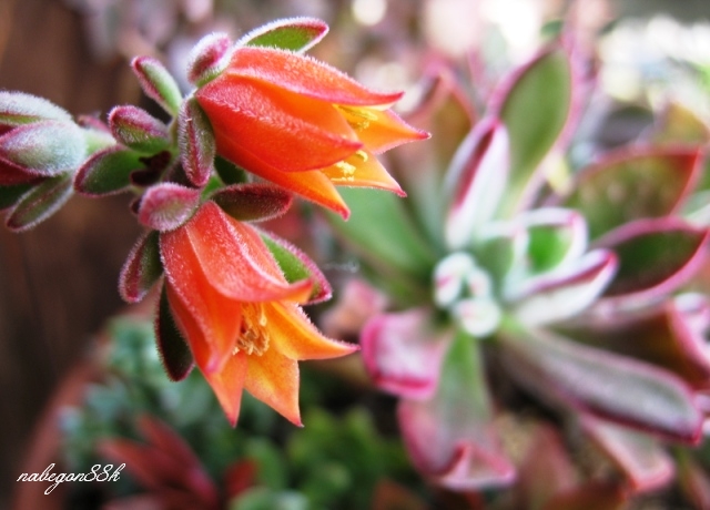 多肉植物の花が咲いたよ 暮らしを楽しむ