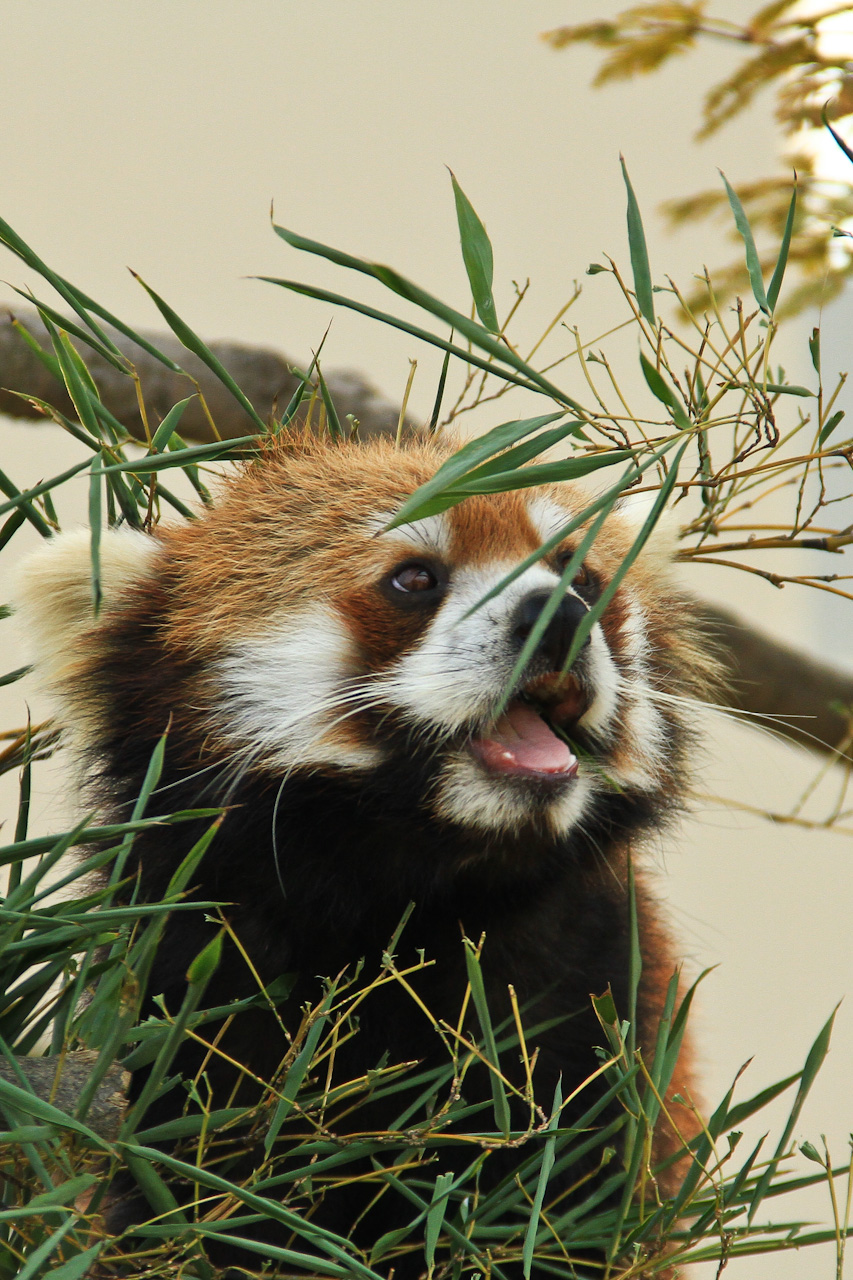 京都市動物園_d0212994_2036336.jpg