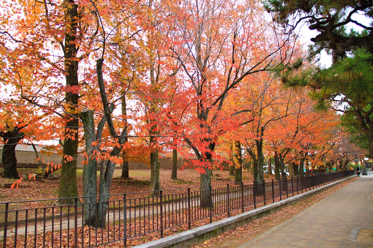 京都市動物園_d0212994_2038087.jpg