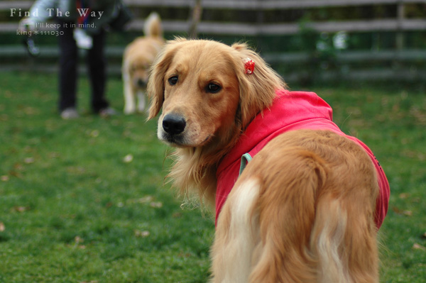 【wanこ】山中湖・woofオフ vol.3_f0054594_452351.jpg