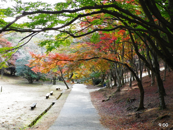 修善寺自然公園の紅葉　　　（静岡県伊豆市）_f0228697_1433844.jpg