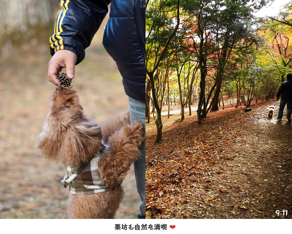 修善寺自然公園の紅葉　　　（静岡県伊豆市）_f0228697_1435951.jpg