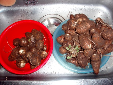 f0043911_1745462.jpg