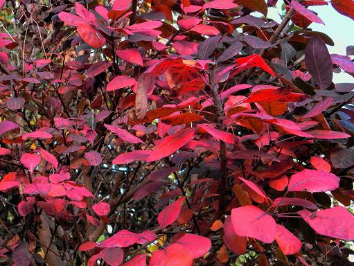 スモークツリーの紅葉 チルターンの風に吹かれてーイギリスの小さな村の小さな庭からー スモークツリーの紅葉 チルターンの風に吹かれてーイギリスの小さな村の小さな庭からー