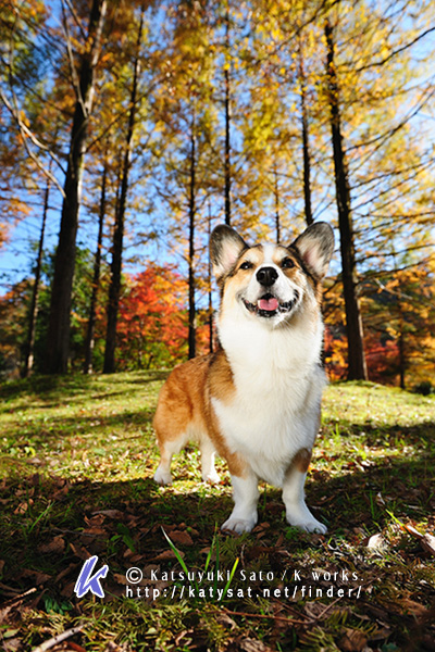 紅葉の写真です~♪_f0155118_1154674.jpg