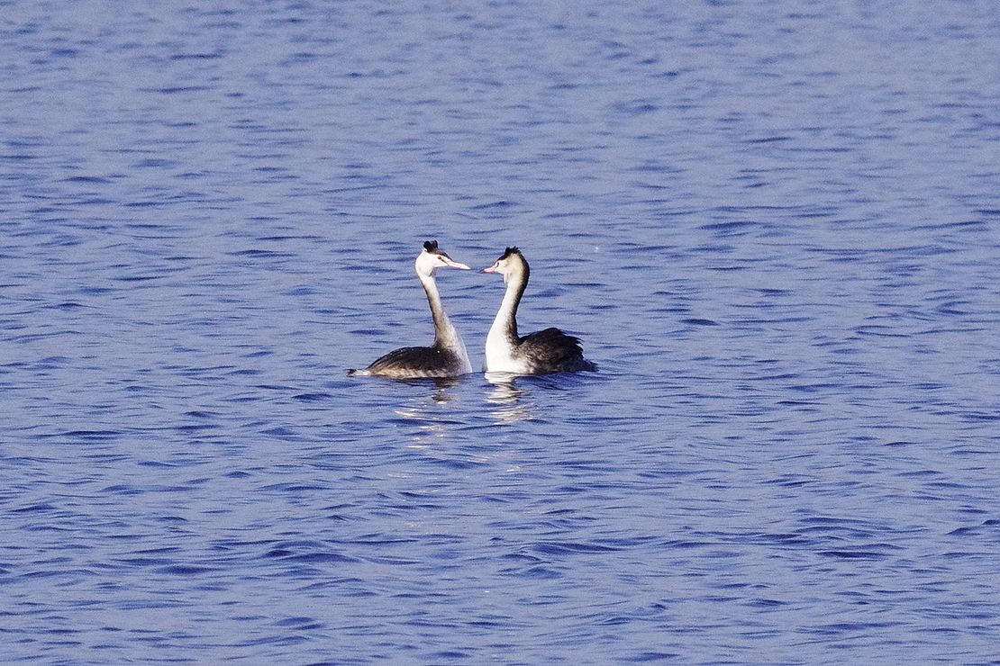 カンムリカイツブリ・・・湖の中心で愛を叫ぶ?!♪_a0031821_17463875.jpg