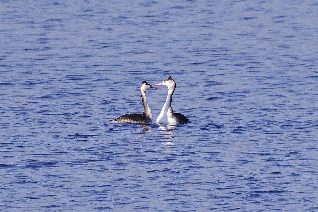 カンムリカイツブリ・・・湖の中心で愛を叫ぶ？！♪_a0031821_17484619.jpg