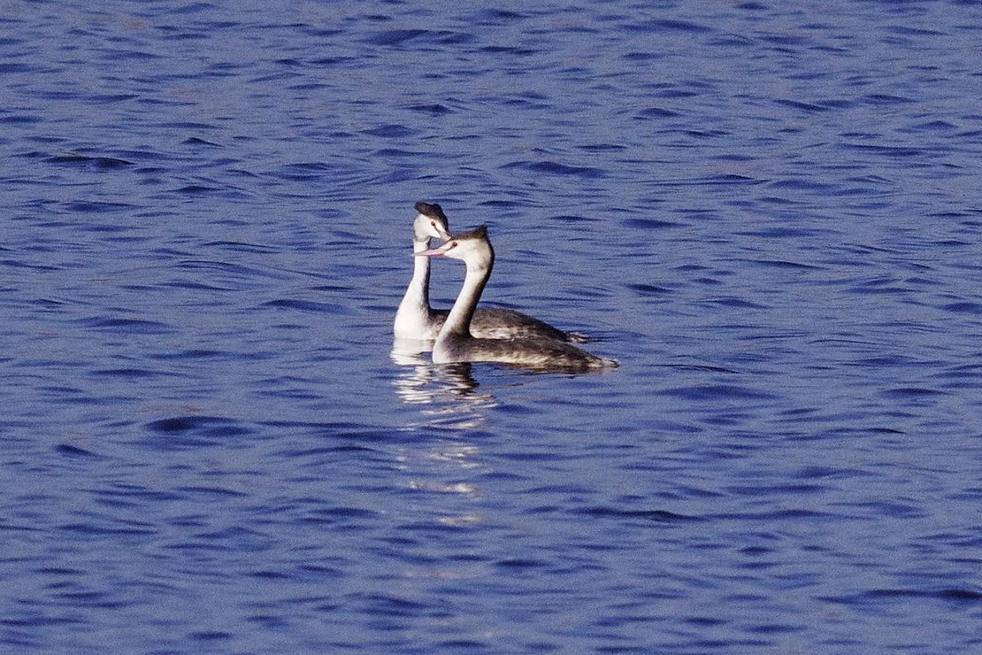 カンムリカイツブリ・・・湖の中心で愛を叫ぶ?!♪_a0031821_17552236.jpg