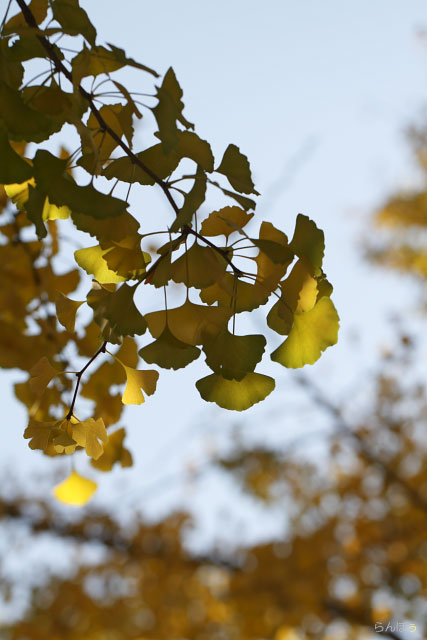 紅葉情報　田園調布のイチョウ　2011.11.24_c0161624_2349598.jpg