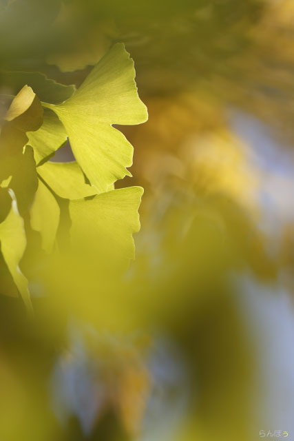 紅葉情報　田園調布のイチョウ　2011.11.24_c0161624_23504296.jpg