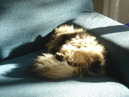 e0157129_1845061.gif