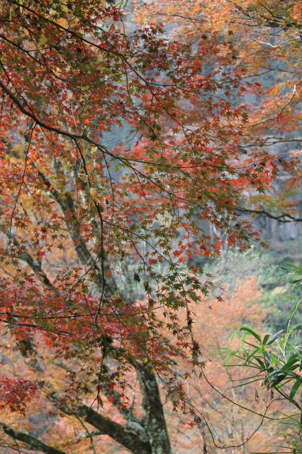 紅葉とお山と。そして、かかし・・・　－紅葉編－_d0140234_1214552.jpg