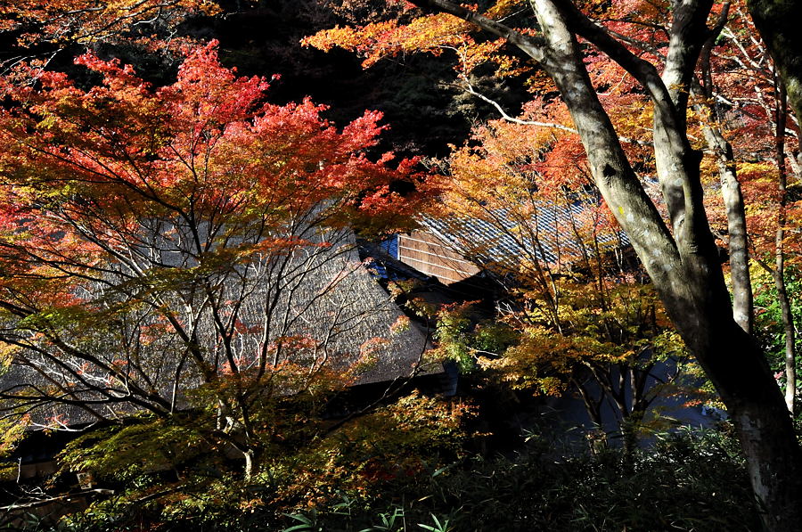 大覚寺～嵐山鳥居本_d0148541_18562616.jpg