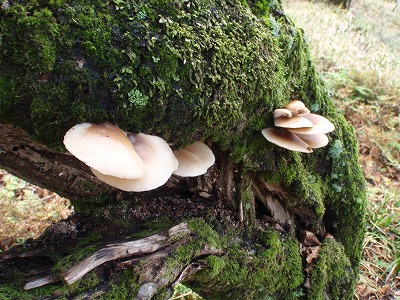 c0097754_17553457.jpg