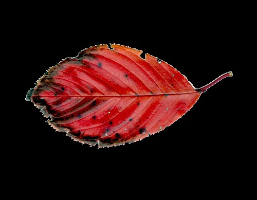 紅葉はやっぱり綺麗ね_e0074955_17214535.jpg