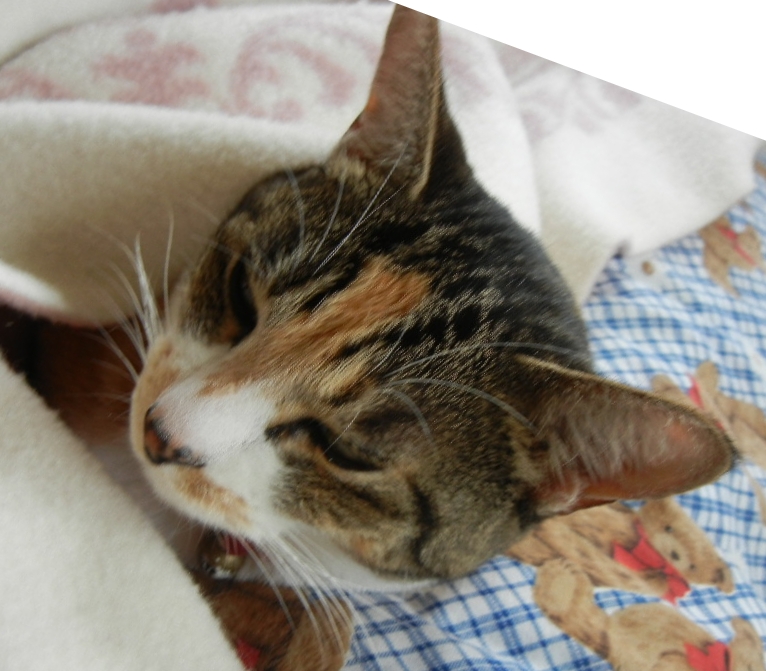 2011年11月28日(月)腕を上げたパパの料理!_f0060461_12262833.jpg