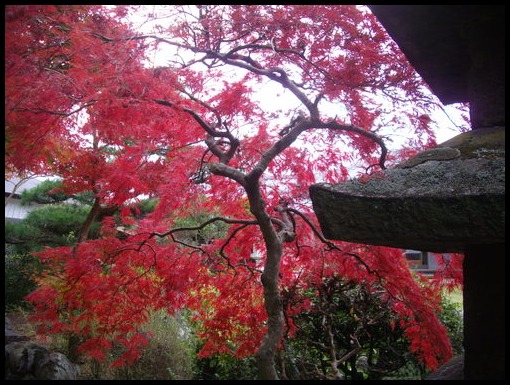 見頃の紅葉の秋、「藍場川の家」庭園に！！_f0113862_1620898.jpg