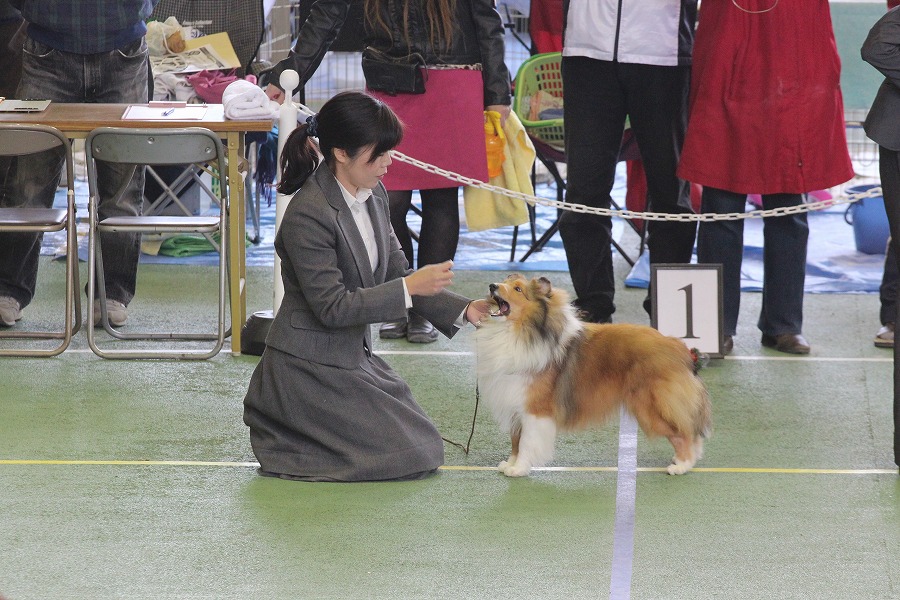 JKC神奈川南シェルティ部会展_f0126965_21384213.jpg