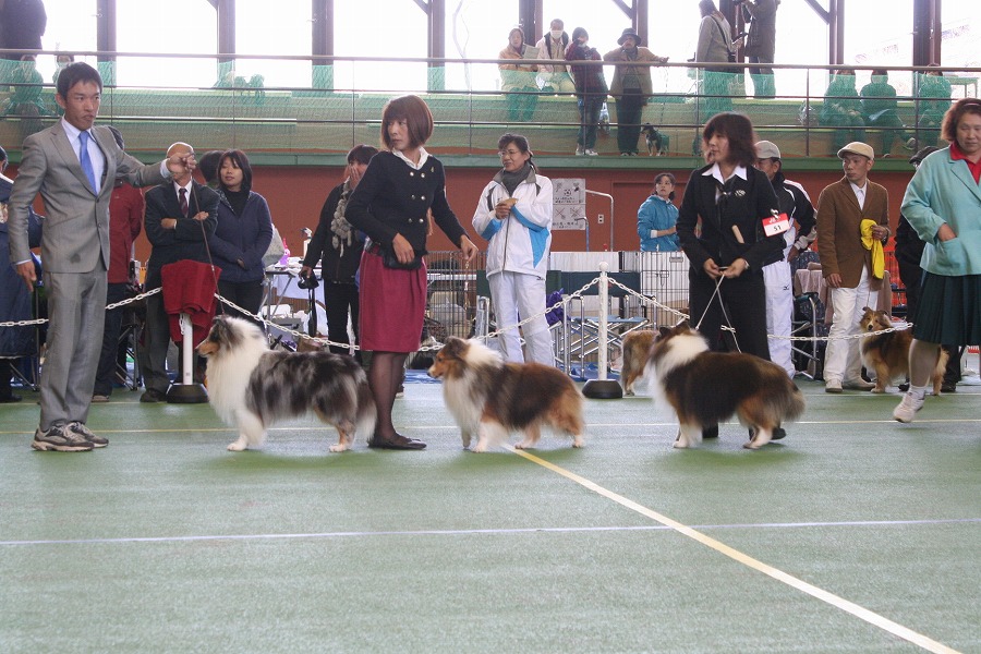 JKC神奈川南シェルティ部会展_f0126965_21403975.jpg
