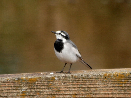 f0208666_1532272.jpg