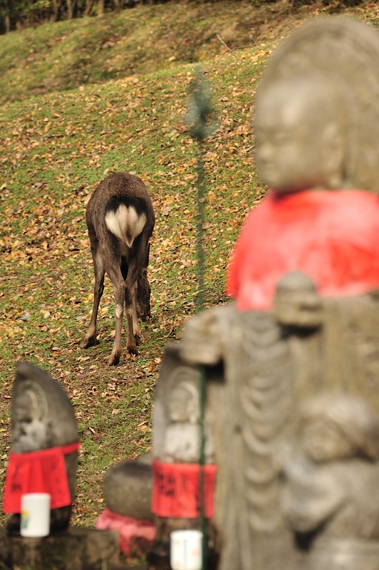 奈良公園で撮った猫と鹿 残していきたいもの