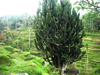 c0226974_1026061.jpg