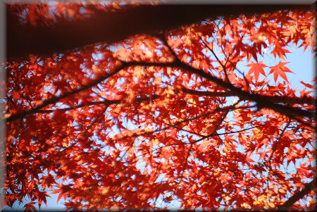 紅葉２０１１　＠室生寺_e0099375_91956.jpg