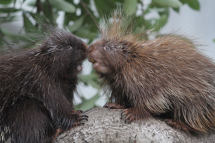 浜松市動物園のメープルとシロップ_b0193876_5475495.jpg