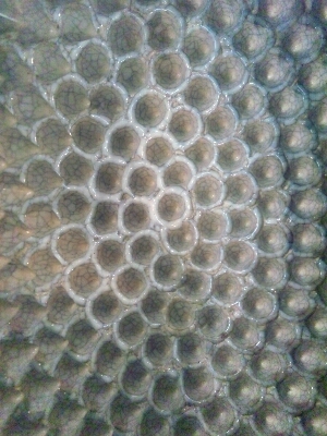 e0181885_1775879.jpg