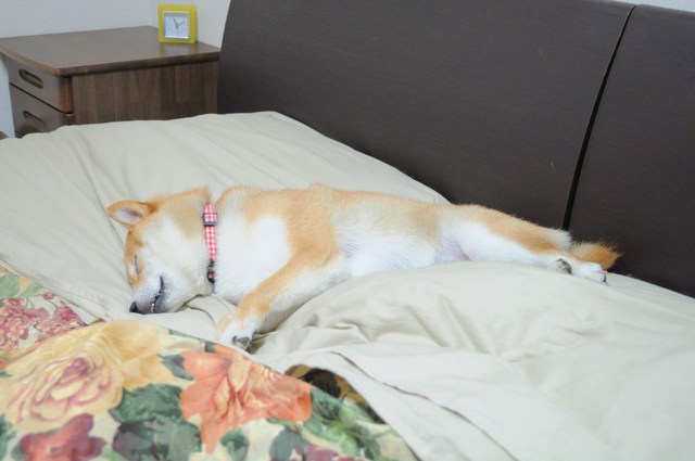 裏かぼちゃんの真実_a0126590_22501085.jpg