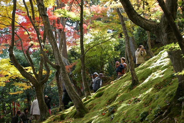 素敵な常寂光寺_d0181492_11504420.jpg