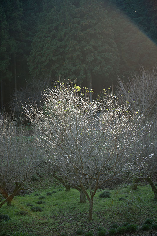 記憶の残像-178　埼玉県　毛呂山町　10月桜_f0215695_1531072.jpg