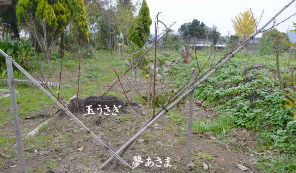 今年から始めた新苗 桃 「夢あさま」 １本、花芽はどれ？_d0122497_193733.jpg